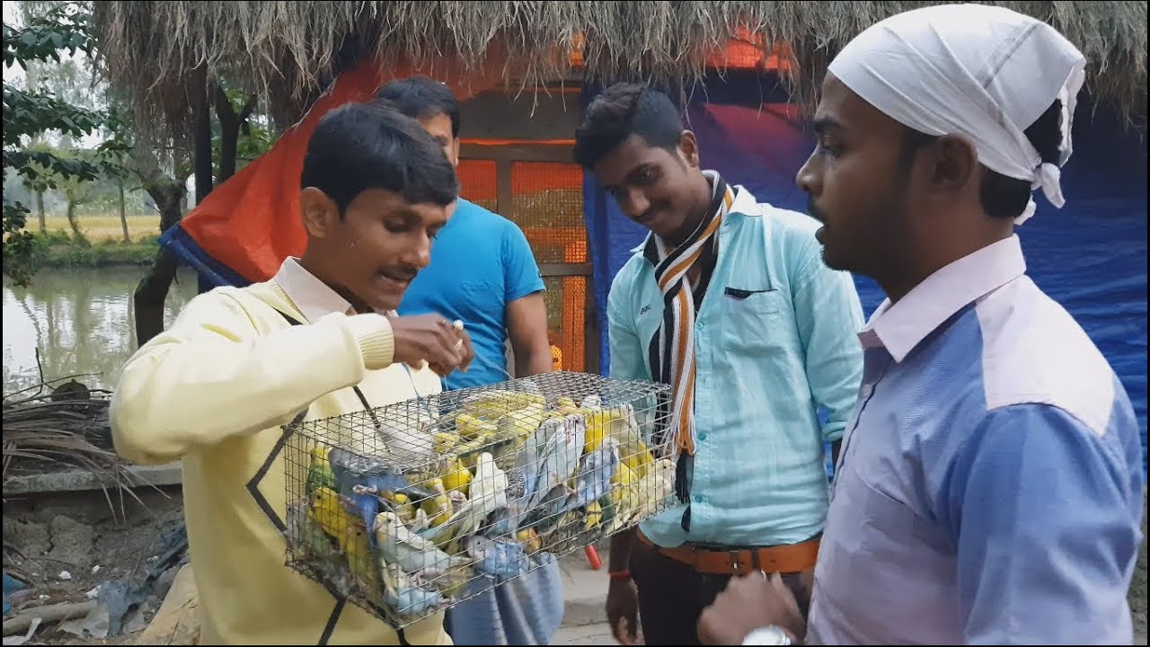 50 Pair Budgies / Budgies Birds Price?