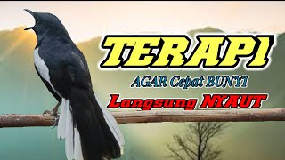 SIULAN kacer ngeplong pagi hari cocok buat pancingan kacer bahan agar lekas bunyi langsung nyaut