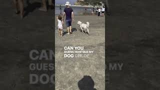 Have you ever seen a 15-year-old dog move like this? #shorts by Doodle Doods 189 views 4 weeks ago 1 minute, 1 second