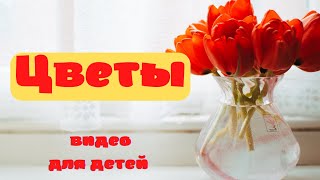 ЦВЕТЫ. 🌺Названия цветов. - Полевые цветы. Садовые цветы. Комнатные цветы. - Как появляются цветы🌱