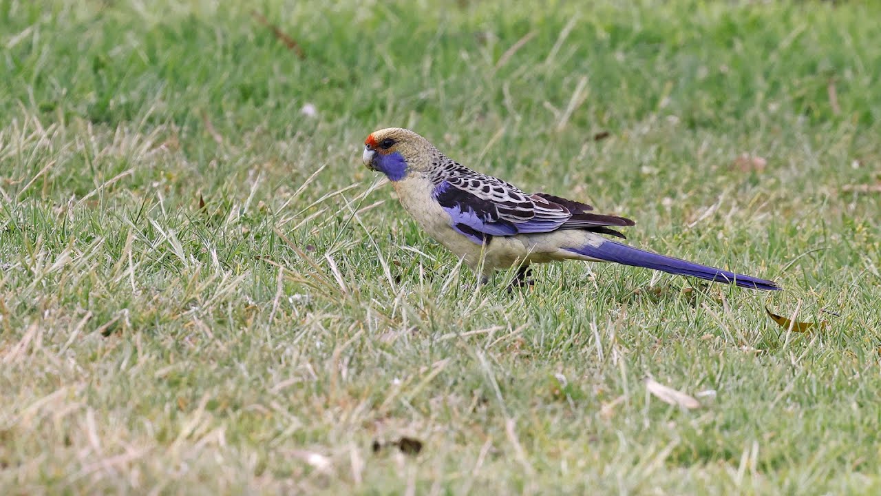 Australia Part 36: flight Brisbane-Adelaide, transport to & birding in Morgan, Oct 13 #canon_r5