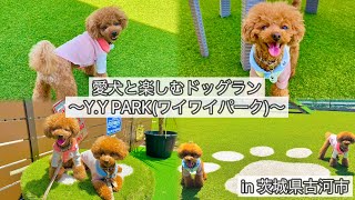 【茨城県古河市】愛犬と楽しむドッグラン〜Y.Y PARK(ワイワイパーク)〜