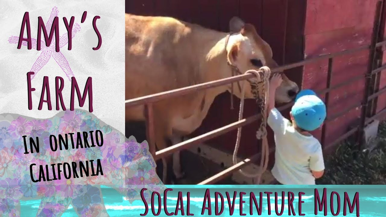 Amy's Farm: Pet the animals in Ontario California - SoCal Adventure Mom