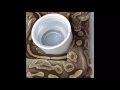 Discover my snake room and my method for breeding Ball Pythons