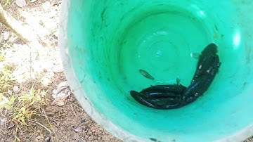 Tập 36 Đặt Cá Bống Dính Rắn_ Cá Bống Khó Tiêu Món Ngon Miền Tây_CÔ 2 MIỀN TÂY