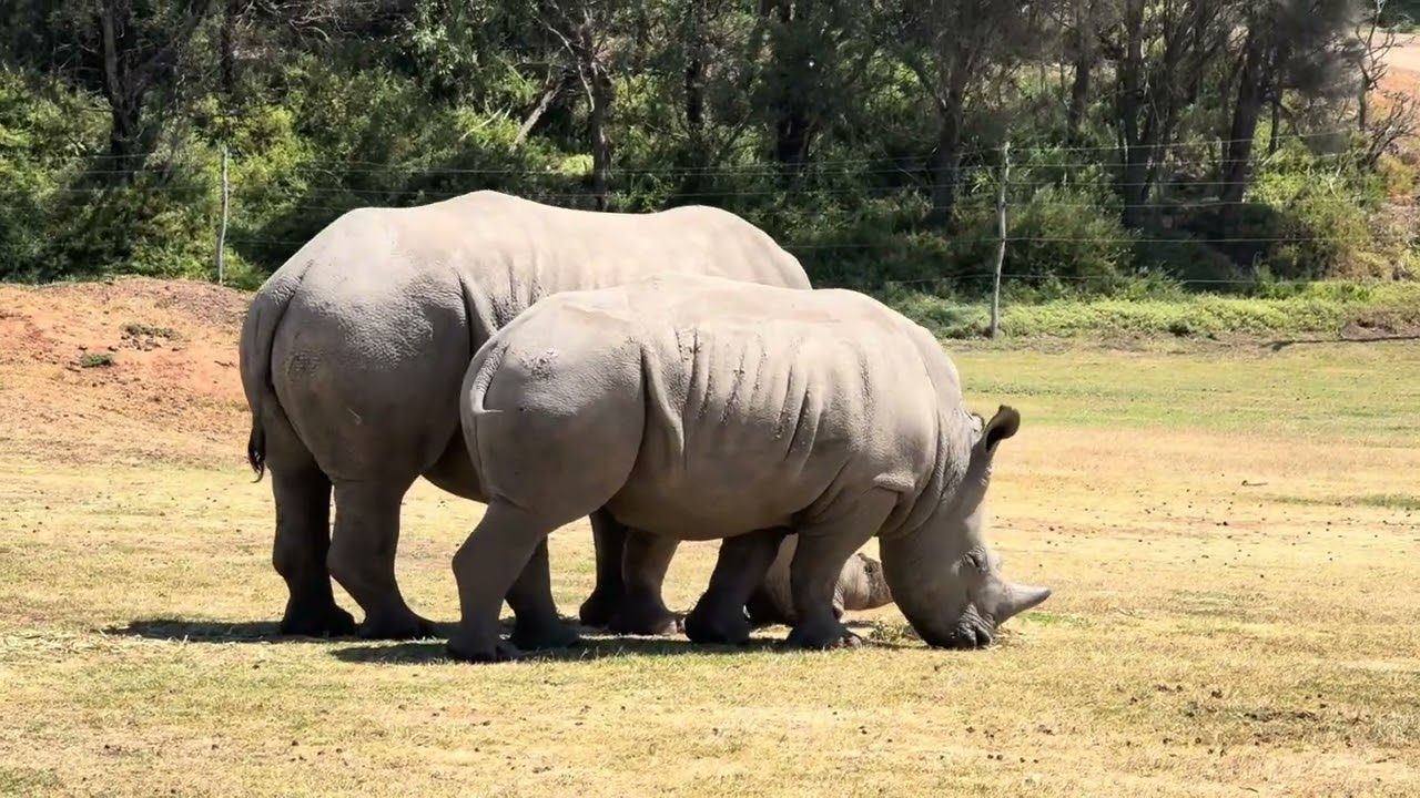 Visiting the Zoo with My Family 🐯 | Cute & Wild Moments