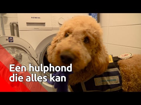 Video: Waarheen kan hulphonde gaan?