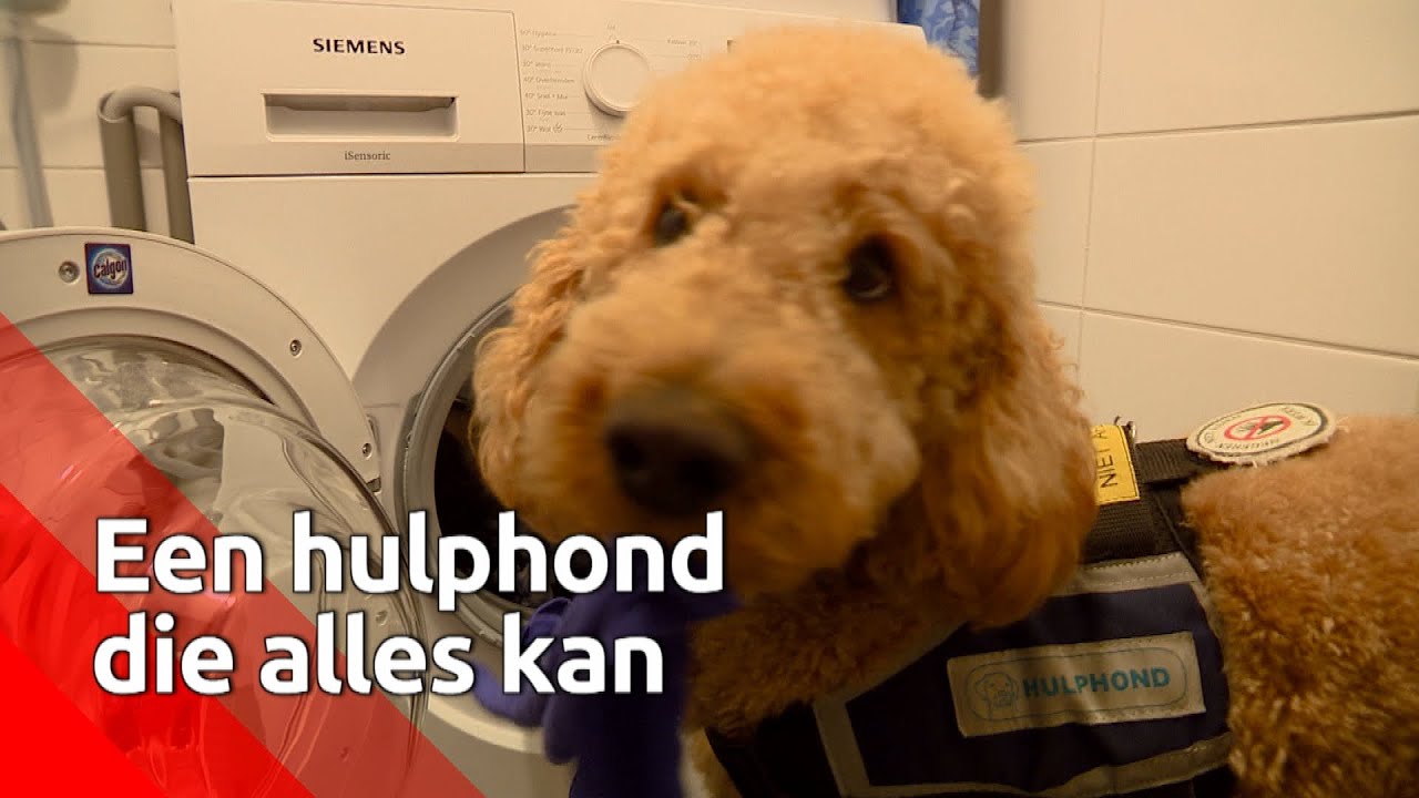 Tynke, de hulphond die alles kan