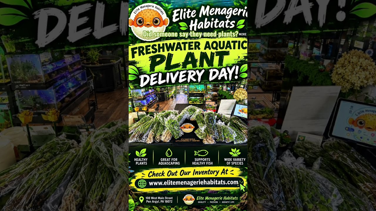 Need Aquarium Plants? How about 2ft tall plus Sword Plants!!! #aquascape #aquariumplants #fishstore