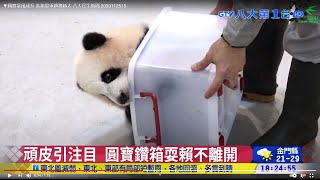 ▼圓寶暴風成長 裝箱量重越換越大 八大民生新聞 2020112515