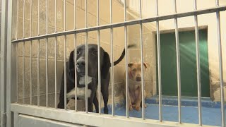 Lubbock Animal Services sees influx in medium to large dogs