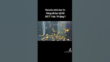 Ranchu mini size 1n đã lọc tật lỗi nặng