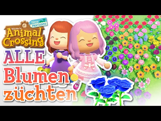 Alle Seltenen Blumen Zuchten Blaue Goldrosen Animal Crossing New Horizons Guide Youtube