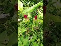 Wild Turmeric Flower (Curcuma Aromatica)❤️ #shorts #asmr #curcuma #aromatica #flowers