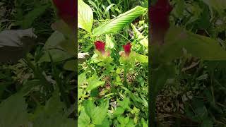 Wild Turmeric Flower (Curcuma Aromatica)❤️ #shorts #asmr #curcuma #aromatica #flowers