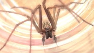 Common house spider by Darren Hunter 26,472 views 11 years ago 1 minute, 4 seconds