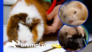 Planned Pethood Plus' Tiniest (And Extra Cute) Patients! | Dr. Jeff: Rocky Mountain Vet Details