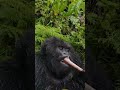 Gorillas Usually Consume a lot after Giving Birth