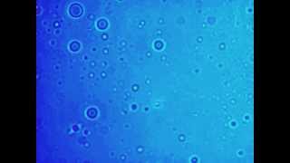 Optical Tweezer-Trapping Yeast Cells 11 screenshot 4