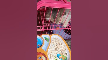 Chú mèo đang liếm tay đột ngột ngửi thấy mùi gà luộc #alaska #animals  #shorts  #pet #animaldog