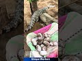 Crocodile Egg Rescue: Safely Collecting Eggs from a Protective Mother