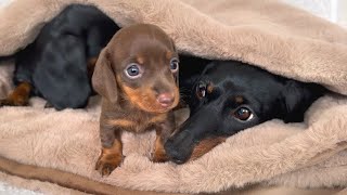 We know which Dachshund puppy will stay with us forever.