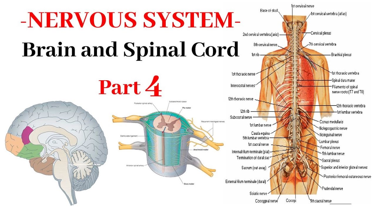 Nervous System : Brain and Spinal Cord Part 4 | Recorded Lecture Video ...