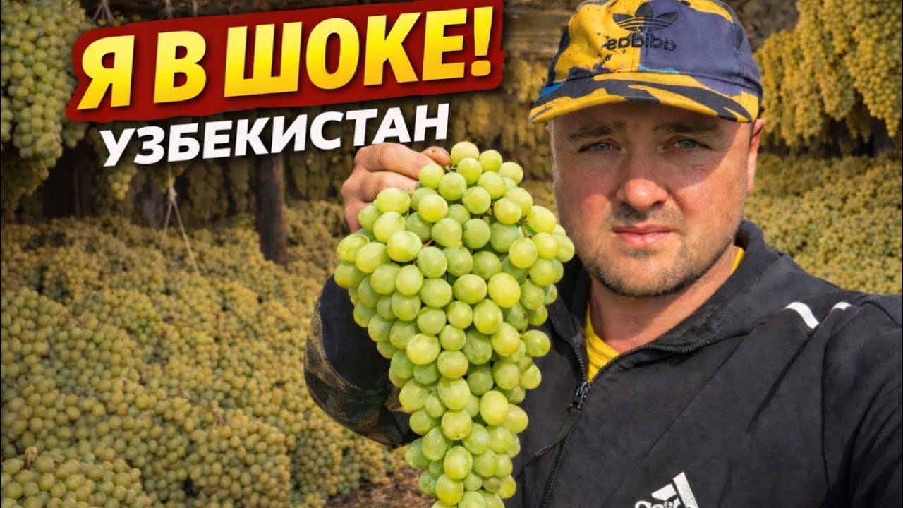 Вся правда 🔥🔥🔥 про Узбекский Кишлак и Виноград его хранение.Узбекистан.