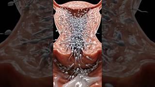 Human Fertilization Process Explained