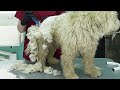 Neglected Dogs Transformations #shorts