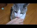 ツンデレアッシュくんのデレ期