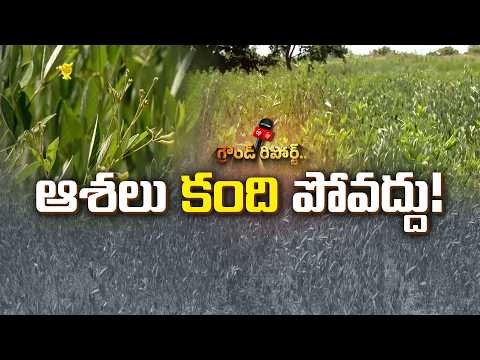 కంది సాగు పెరిగినా దిగుబడిపై టెన్షన్.. వర్షాభావంతో రైతుల్లో ఆందోళన || ETV Ground Report
