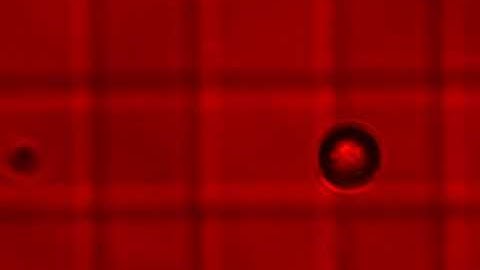 Single particle manipulation with dielectrophoresis