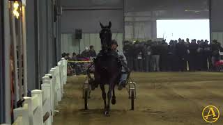 2025 Mid-America Trotting Sale - Day 2 | AuctionPro