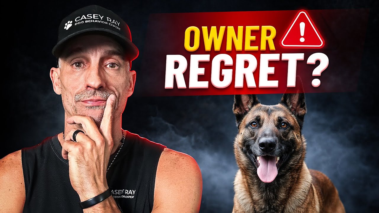 Топ-5 пород собак, о приобретении которых владельцы жалеют.