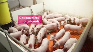 1 Farrowing and Breeding Stall Feeding French