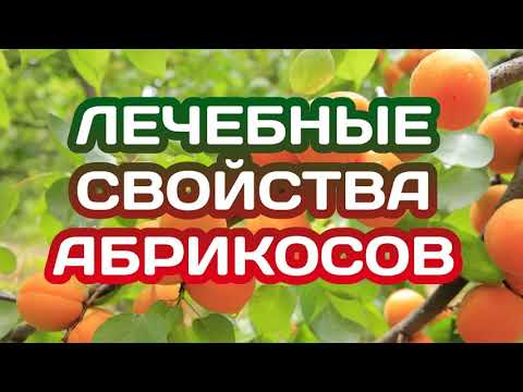 Абрикос. Полезные свойства. Противопоказания.