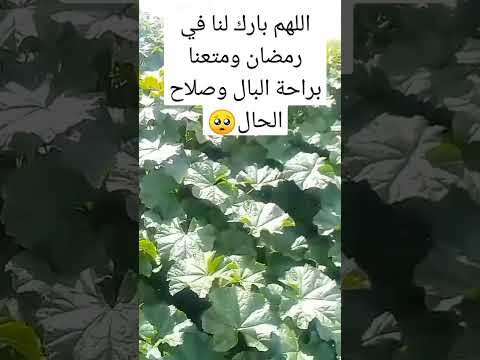 ثبوت رؤية هلال شهر رمضان المبارك 1445 لسنة 2024 