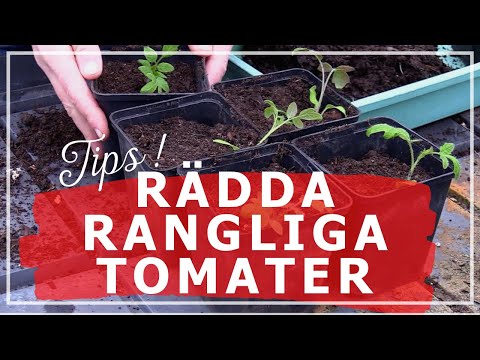 Video: Kan du överbeskära tomatplantor?