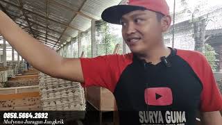 cara ternak jangkrik dari nol #part2 cara baru panen telur jangkrik panen cuan melimpah auto kaya