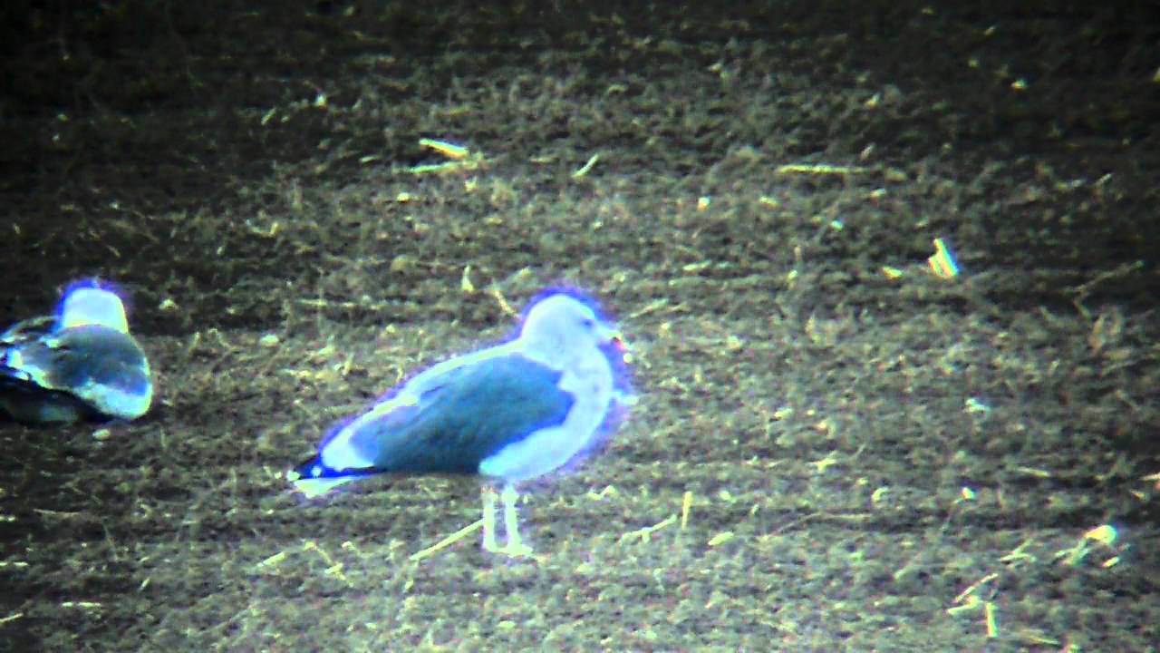 birdsboro pa Lesser Black Backed Gull (3rd Winter)