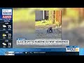 Alligator wandering near homes captured by wildlife officials