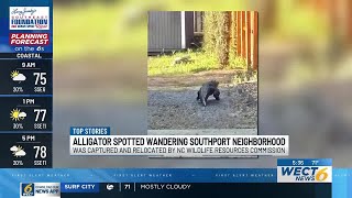 Alligator wandering near homes captured by wildlife officials