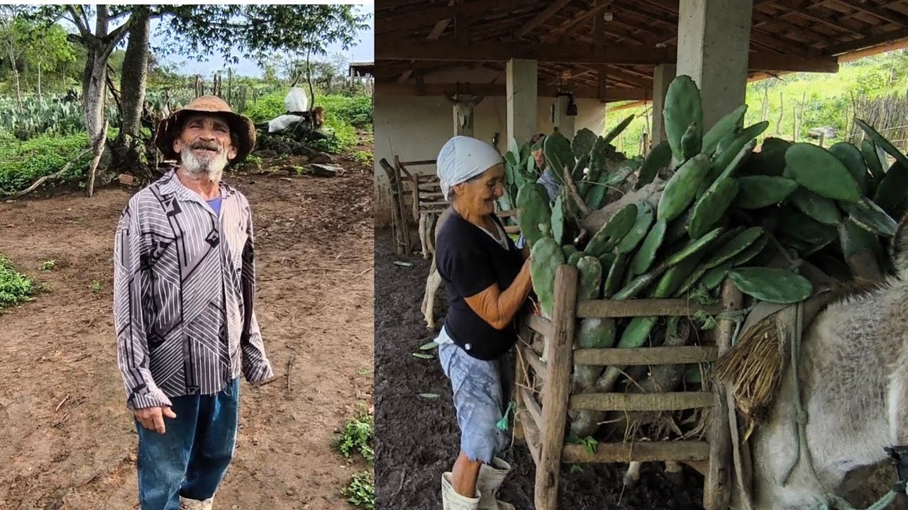 AINDA EXISTE NORDESTINO RAIZ VEJA ESSE VÍDEO ATÉ O FINAL E SE EMOCIONE COM SEU  CHICO E DONA HELENA