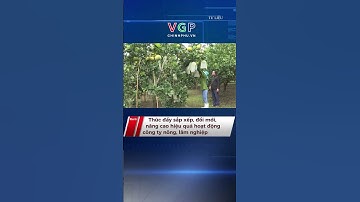 Thúc đẩy sắp xếp, đổi mới, nâng cao hiệu quả hoạt động công ty nông, lâm nghiệp