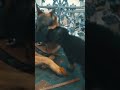 Tiny Puppy Attacks Giant German Shepherd 😳🐺🍌