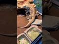 Bearded dragon feeding time