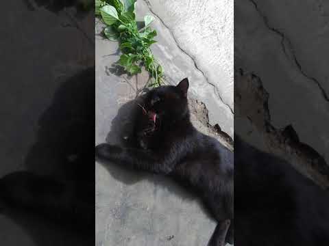 Kucing Mabok Youtube