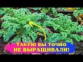 ОТКАЗАЛАСЬ от БЕЛОКОЧАННОЙ! Сею НЕОБЫЧНЫЕ виды капусты!