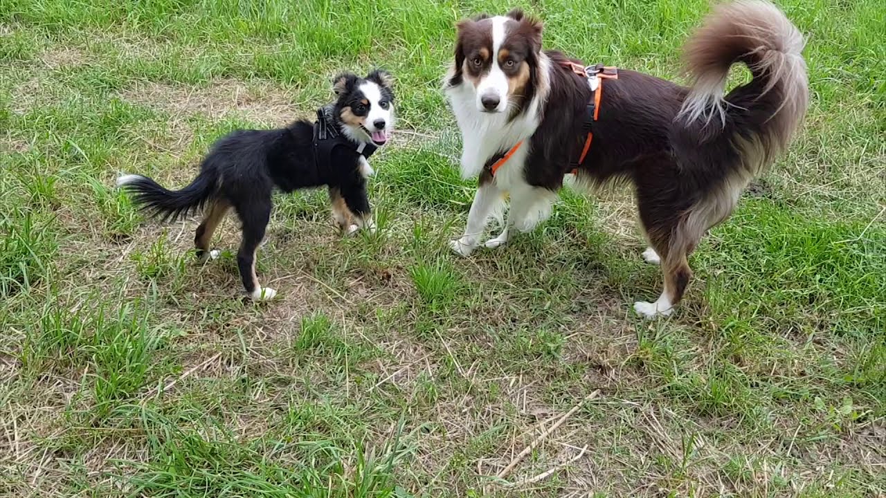 Miniature American Shepherd meets American Shepherd - YouTube